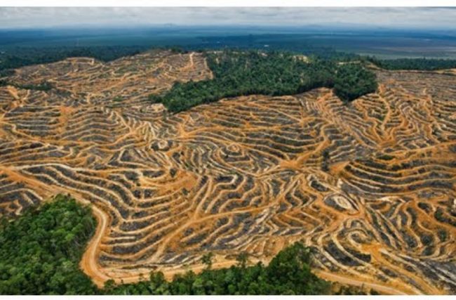 Neste dia tão especial, chamamos sua atenção para um problema sério e grandioso: O Desmatamento da Amazônia.